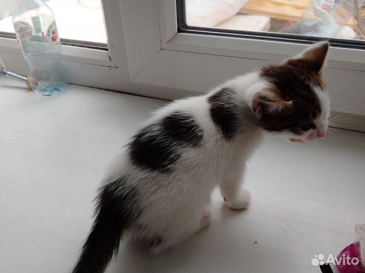 Котята в дар