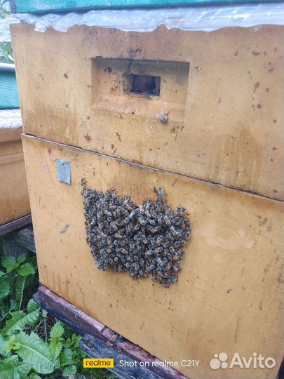 Продается пасека