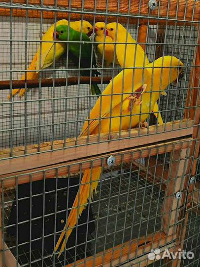 Ожереловые попугаи птенцы