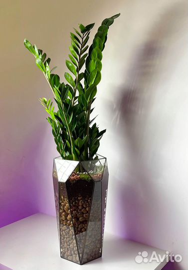 Комнатные цветы для дома, долларовое дерево