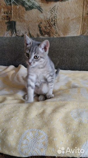Котики ищут добрые руки