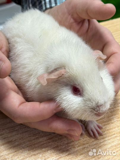 Морская свинка Тедди