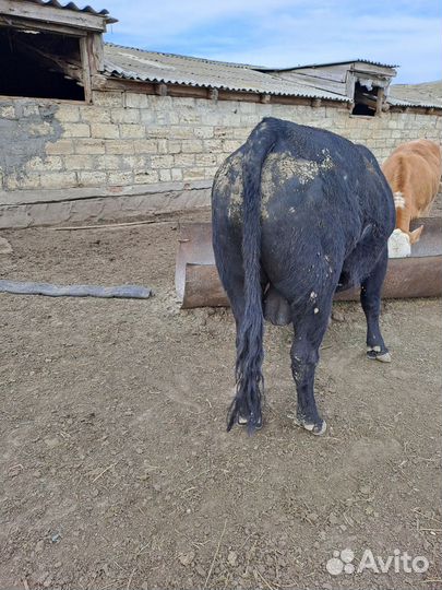 Бык на мясо