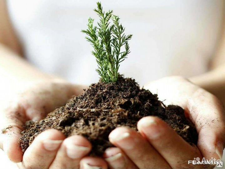 Перегной навоз