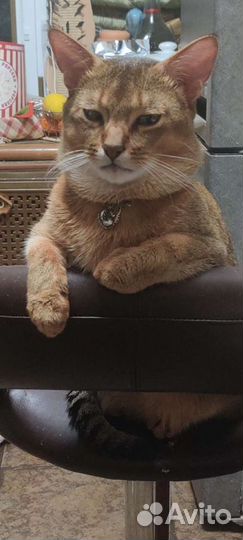 Котята Чаузи