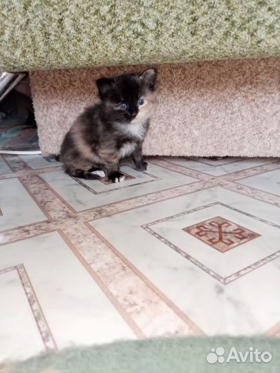 Котёнок девочка