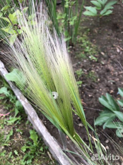 Овес гривастый