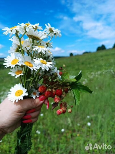 Клубника (жир жилэгэ) из Марий Эл