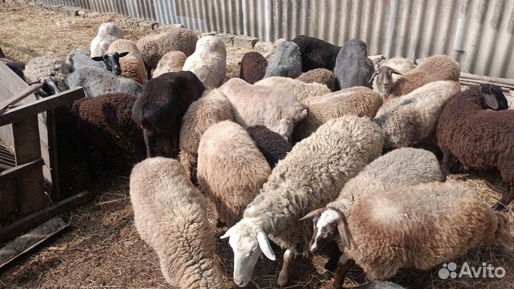 Овцы