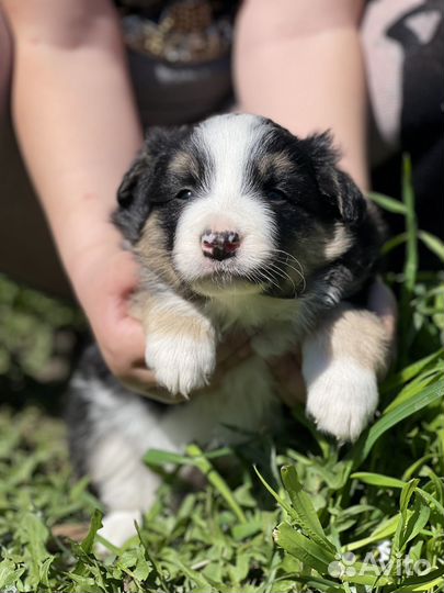 Щенки бордер колли