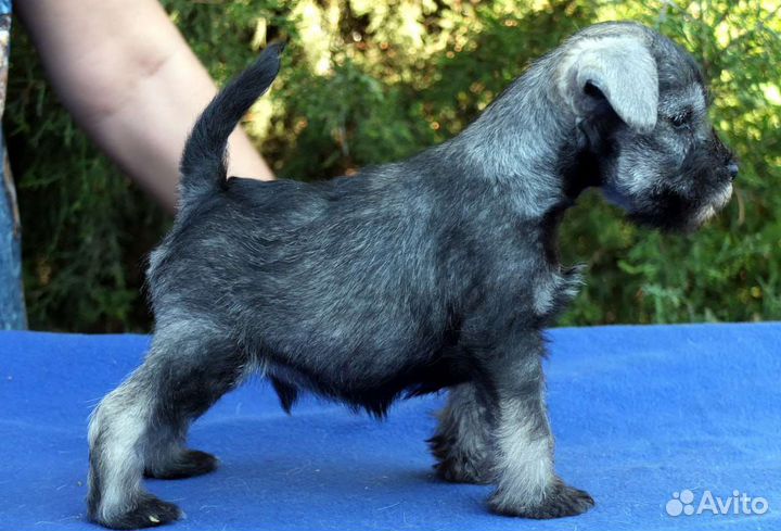 Цвергшнауцер