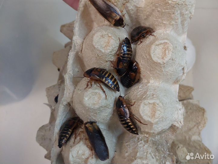 Аргентинские тараканы