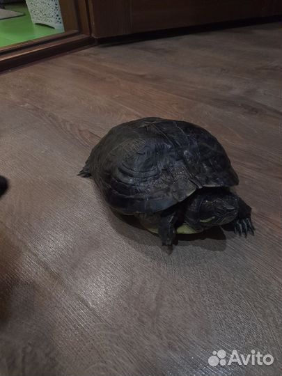 Черепаха водная
