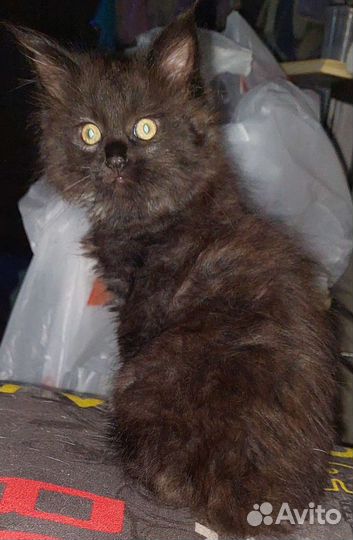 Кошки мейн-кун
