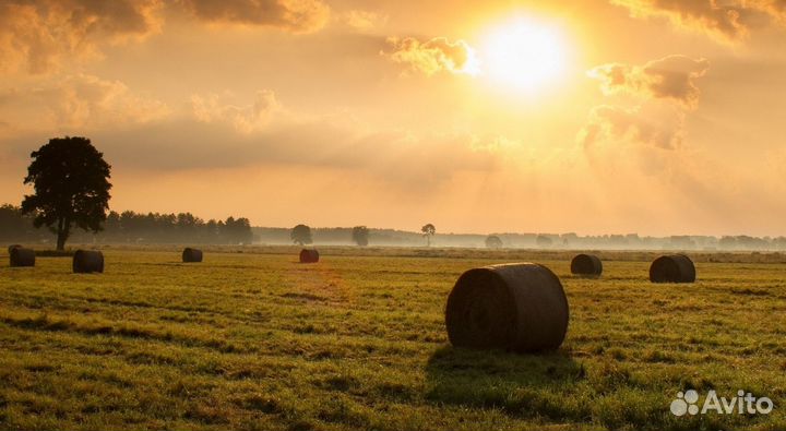 Сено - солома