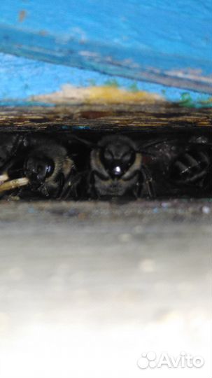 Пчелы, рой пчёл среднерусской породы