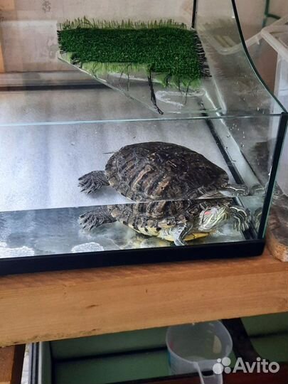 Красноухая черепаха, самка, с аквариумом