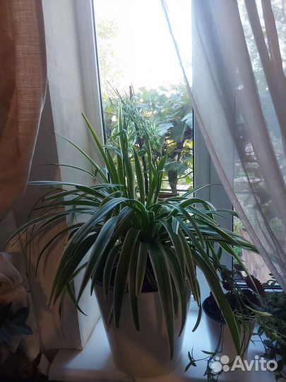 Хлорофитум