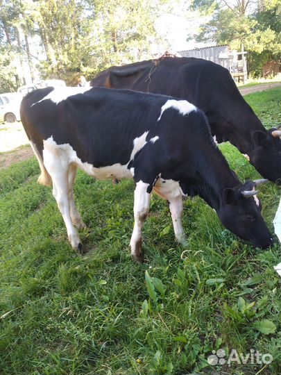 Корова дойная