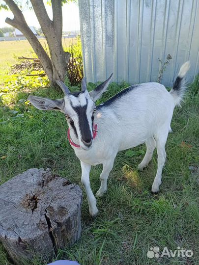 Козочка молодая