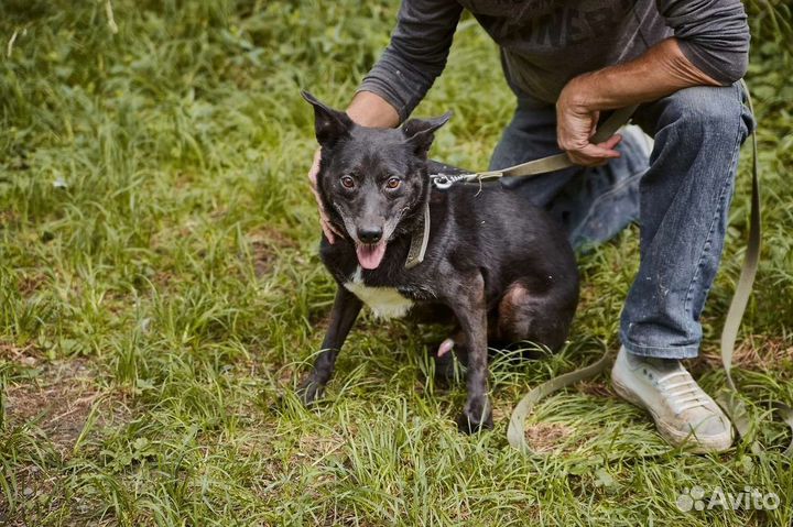 Осторожный пёс Нептун в добрые руки