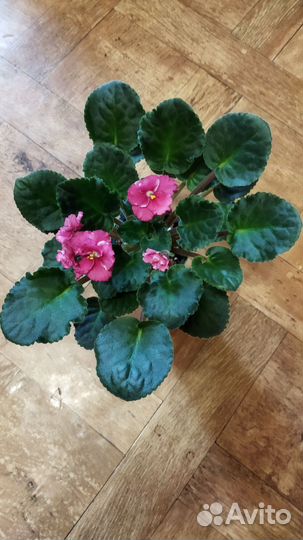 Цветущие фиалки