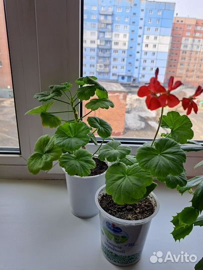 Комнатные цветы отростки