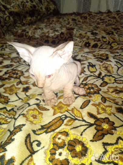 Канадский сфинкс