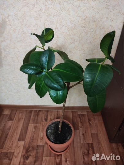 Фикус каучуконосный большой