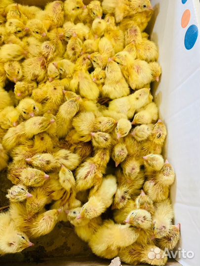 Цыплята круглый год всех возрастов