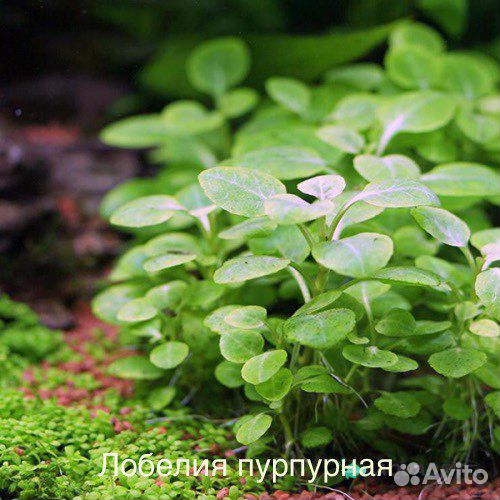 Аквариумные растения