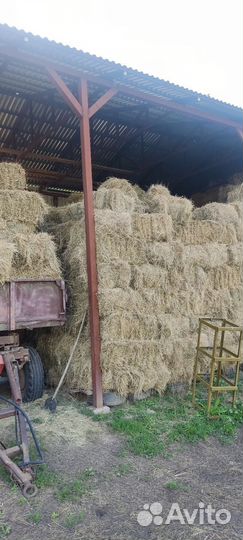 Сено в квадратных тюках