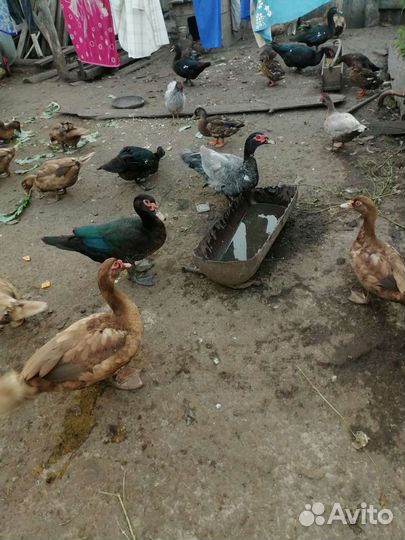 Мускусные утки