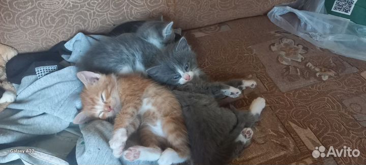 Домашние животные котята