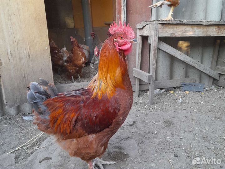 Куры петухи