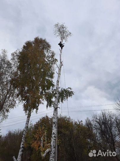 Спил деревьев