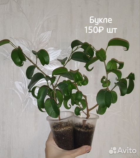 Фикус Букле