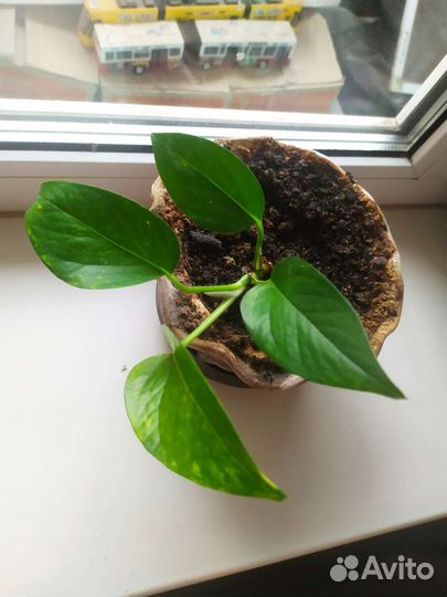 Сциндапсус за Киндер