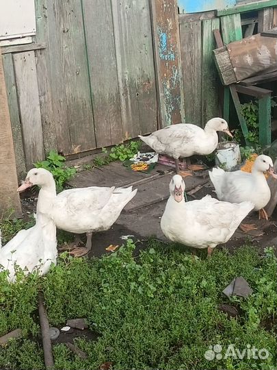 Утки муларды