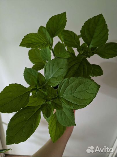 Излишки растений 2