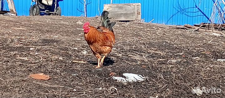 Молодые петухи