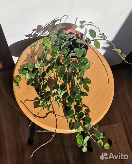 Хойя матильда сплеш (Hoya mathilde Splash)