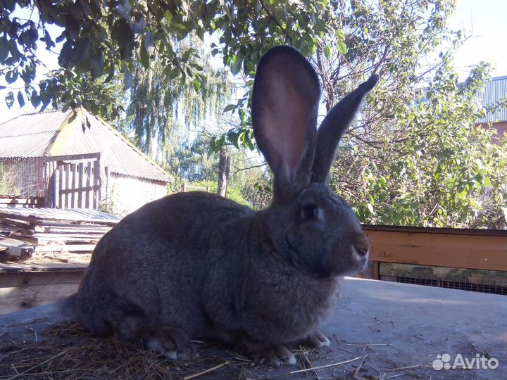 Кролики ризен