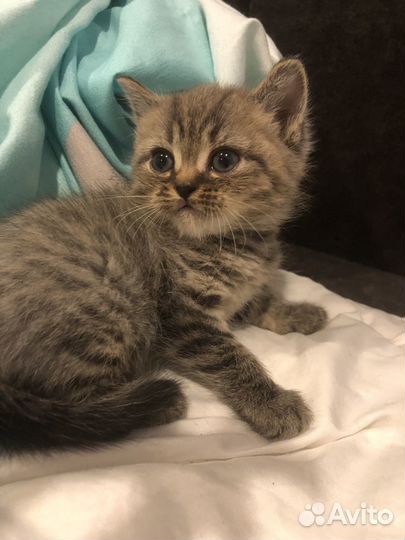 Шотландская