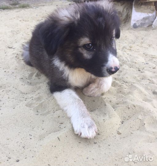 Щенки в дар