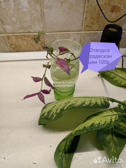 Домашние растения