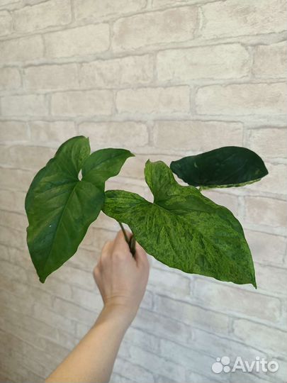 Сингониум моттлед