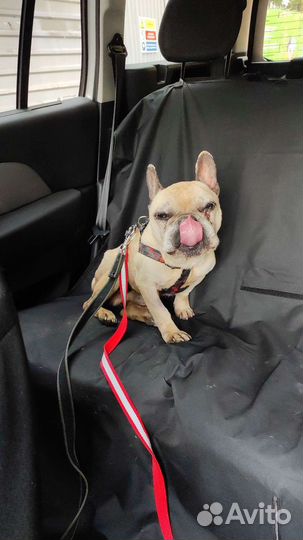 Межгород, Пассажирские перевозки микроавтобус