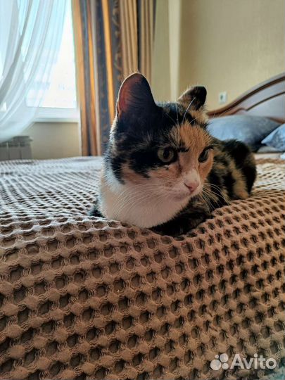 Кошка Майя ищет дом