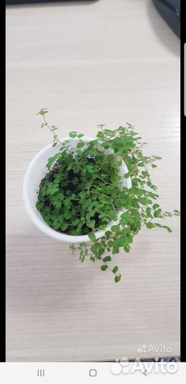 Солейролия